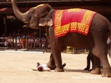 Фото шоу слонов